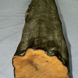 May include: A cylindrical piece of raw wood log with rough, textured, dark brown bark on the exterior and a smooth, light orange-brown cross-section showing visible grain patterns. A white paper label with the black handwritten text LOT 831.