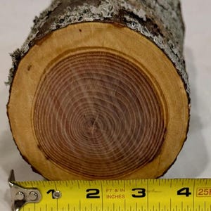 Honey Locust project log, green project wood for woodworking, wood turning, wood carving, blanks, crafts or decoration