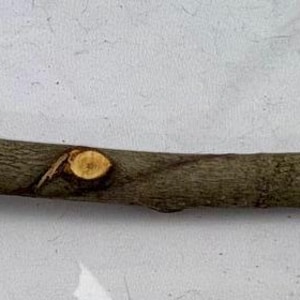 Könnte beinhalten: Ein langer, natürlicher Holzstab mit rauer, strukturierter Oberfläche. Der Stab ist hauptsächlich braun mit helleren Knoten und Schnittmarken. Der Stab liegt auf einer weißen Oberfläche.