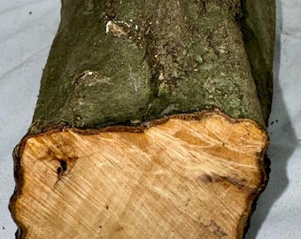 Musclewood branch junction project wood, 11.25 inches x 2.25 inches (stump end)