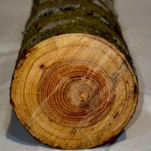 Honey Locust project log, rustic green project wood for turning blanks, carving blanks, crafts or decoration
