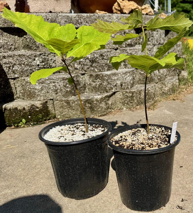 Northern Red Oak Seedling, 8-10 Inches Tall, Potted Tree - Etsy