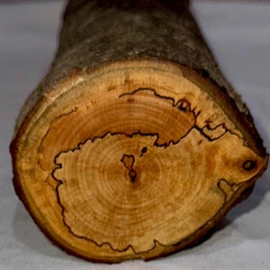 Spalted Maple craft log, project wood for woodworking, wood carving, wood turning, blanks, crafts or decoration