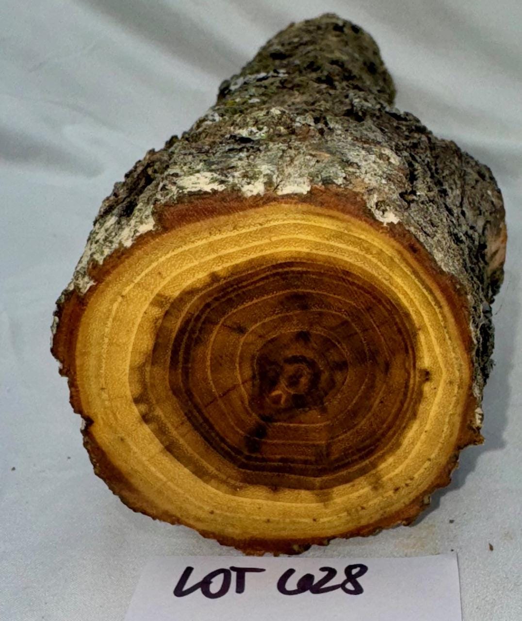Black Locust Project Log, 16 X 3.25 Inches Green Wood - Etsy