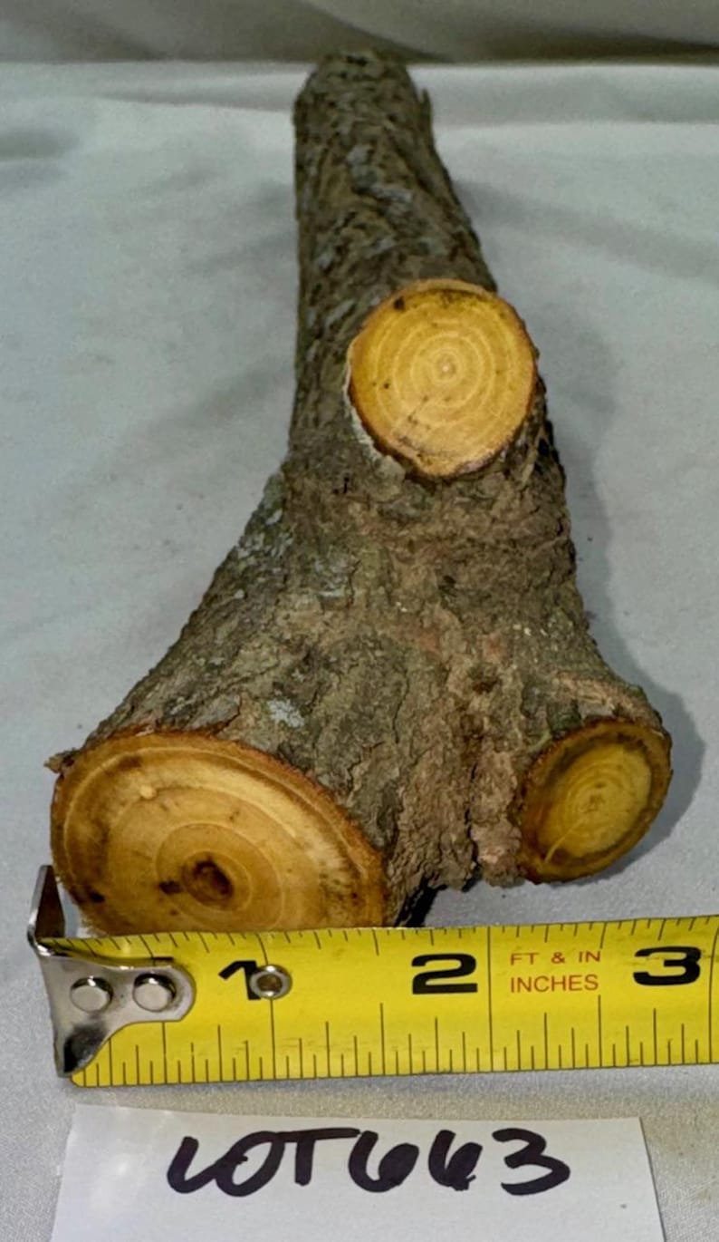 Black Locust Project Log With Multiple Branch Junction, 19.5 X 1.75 ...