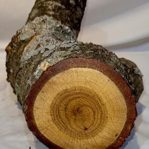 Large Honey Locust craft log with branch crotch junctions, green project log for woodworking, wood carving, wood turning, blanks or crafts