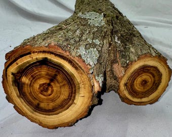 Black Locust project log with branch junction, 20.25 x 4.5 inches (stump end)