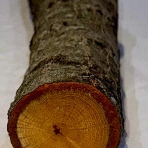 Honey Locust craft log, green project wood for wood working, wood carving, wood turning, blanks, crafts or decoration