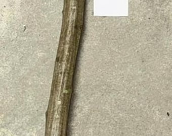 Musclewood Walking Stick/Walking Staff Blank, 65.75 x 1 inch (.75 narrow end)