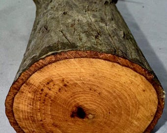 Hickory-projektstock, grönt hantverksvirke för träbearbetning, snidning, svarvning 23 x 2,5 tum