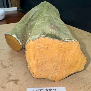 Peut inclure: Une bûche brute bifurquée présentant une écorce rugueuse vert mousse et une section transversale lisse orange-jaune révélant les motifs naturels du grain du bois. Une étiquette rectangulaire blanche avec le texte manuscrit LOT 882 est placée en dessous.