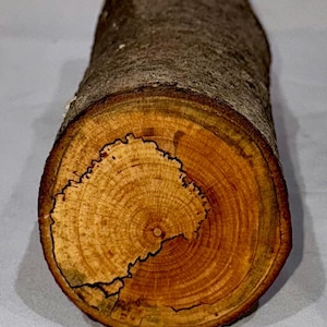 Spalted Maple craft log, project wood for woodworking, wood carving, wood turning, blanks, crafts or decoration