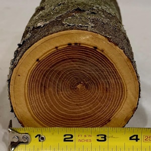 Honey Locust project log, green project wood for wood carving, wood turning, wood working, crafts or decoration