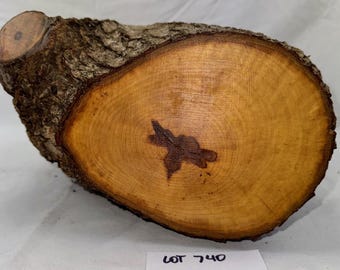 Sugar Maple project log with branch junctions, green craft wood 11 x 6.25 inches