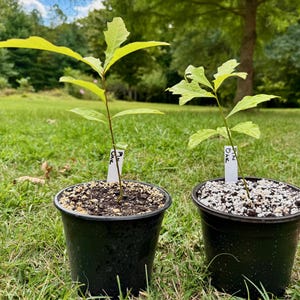 Half-gallon Pin Oak seedling (Quercus palustris), up-potted and ready for the growing season.