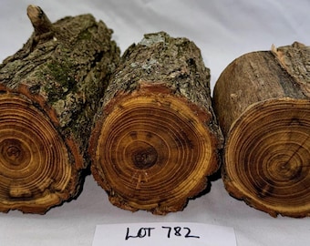 Black Locust Wood Carving Blanks, Green Wood Project Pack (7x3, 4.75x3.25, 3.25x3.25)
