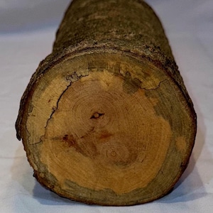 Beautiful spalted Maple craft log, project wood for wood working, wood turning, wood carving, crafts or decoration