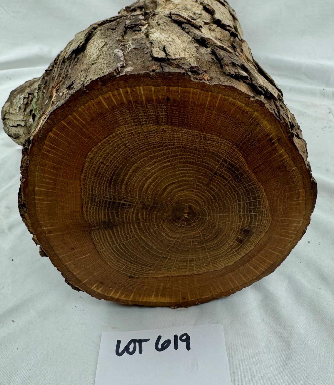 **巻きレース風♡木製オブジェ♡ホワイト＆ブラウン** Large White Oak Project Log With Branch Junction 22.75 X 5.75