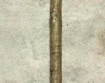 Musclewood Walking Stick Blank, Cane Blank, 45.25 x 1.25 inches (1.0 narrow end)