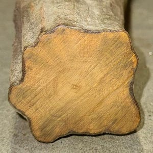 May include: A cylindrical piece of raw wood with a rough, textured bark exterior and a smooth, light brown cross-section showing natural grain patterns. A white rectangular label with the black printed text LOT 870 is positioned below the wood.
