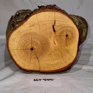 May include: A cross-section of a tree trunk, showcasing the natural wood grain and growth rings. The wood has a light brown color with darker brown bark around the edges. The text "LOT 505" is visible on a white label.