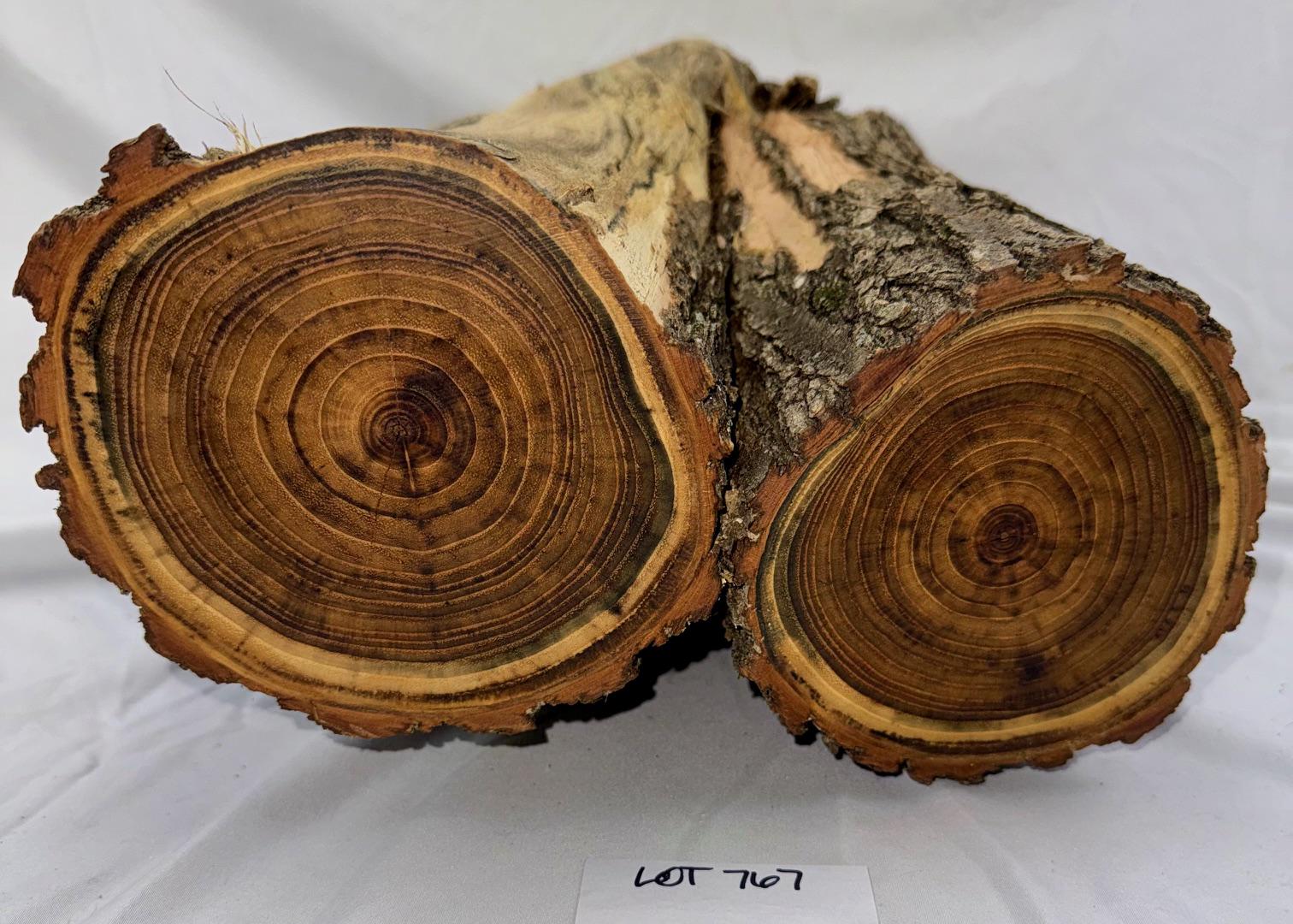 Giant Black Locust Log With Branch Junction, 20.5 X 8.25 (stump