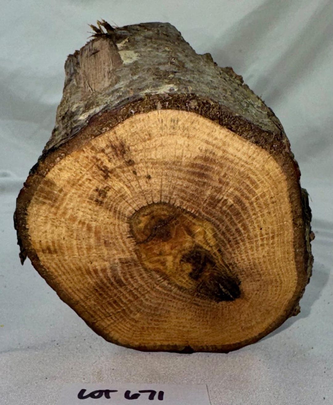 Long Green Oak Project Log, 28 X 4 Inches (stump End) Green Wood - Etsy