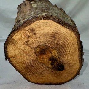 Peut inclure: Une section de tronc d'arbre, montrant la coupe transversale avec des anneaux de croissance visibles. Le bois est brun clair avec une écorce brun foncé à l'extérieur. Le texte "LOT 671" est visible en bas.