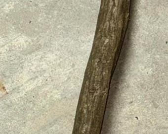 Musclewood Cane Blank, 39.5 x 1.5 inches (narrow end) and 2.5 inches (wider end)