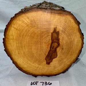 May include: A cross-section of a tree trunk, showcasing concentric growth rings in shades of light brown and tan. The outer bark is dark brown and textured. A dark brown, irregular shape is visible in the center. The text "LOT 736" is written on a white label.