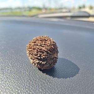 Walnut Shell Box