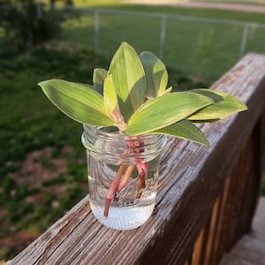 Tradescantia Chrysophylla