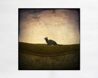 Tabby Cat Photography Print - Wall Art - Square 8x8 - The Curious Loner