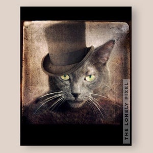 Russian Blue Grey Cat Photo Print - 5x7 8x10 11x14 - Animal Wall Art - Captain Grey