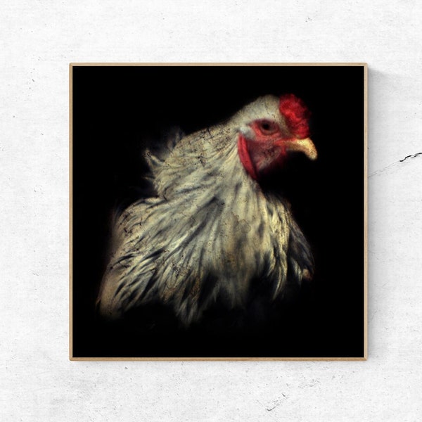 Rooster Art Photo Print - Farm animals - Square Wall Decor - Chickens - A Crown of Red