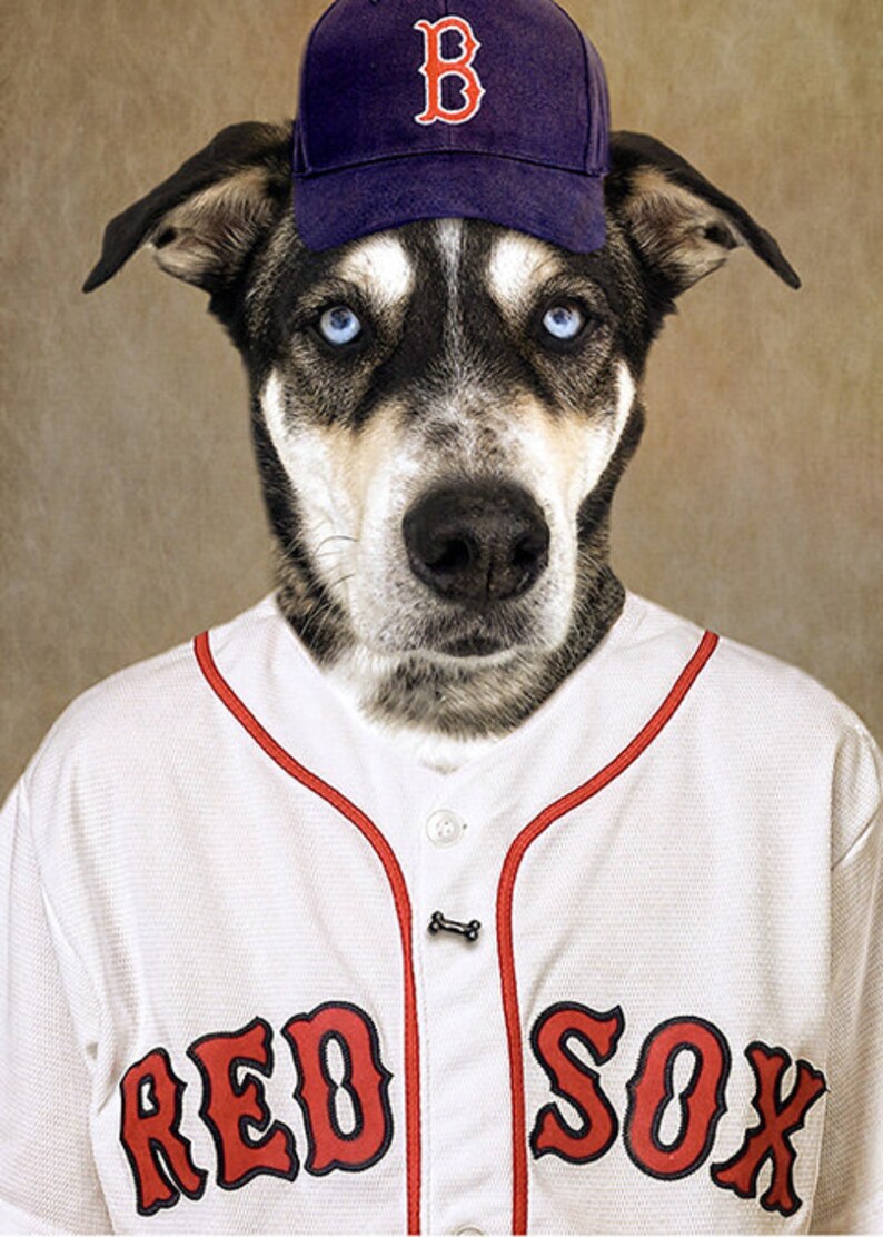 Boston Red Sox dog print 8x10 11x14 baseball poster Etsy