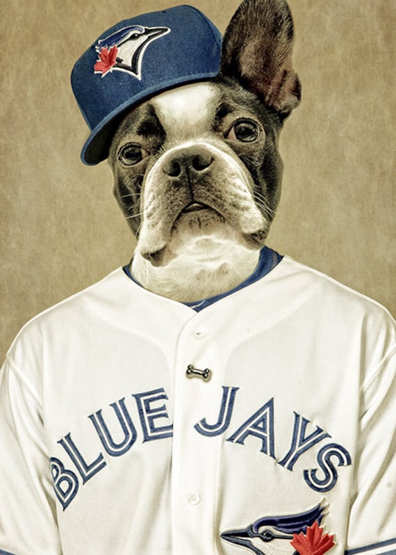 Toronto Blue Jay Dog 