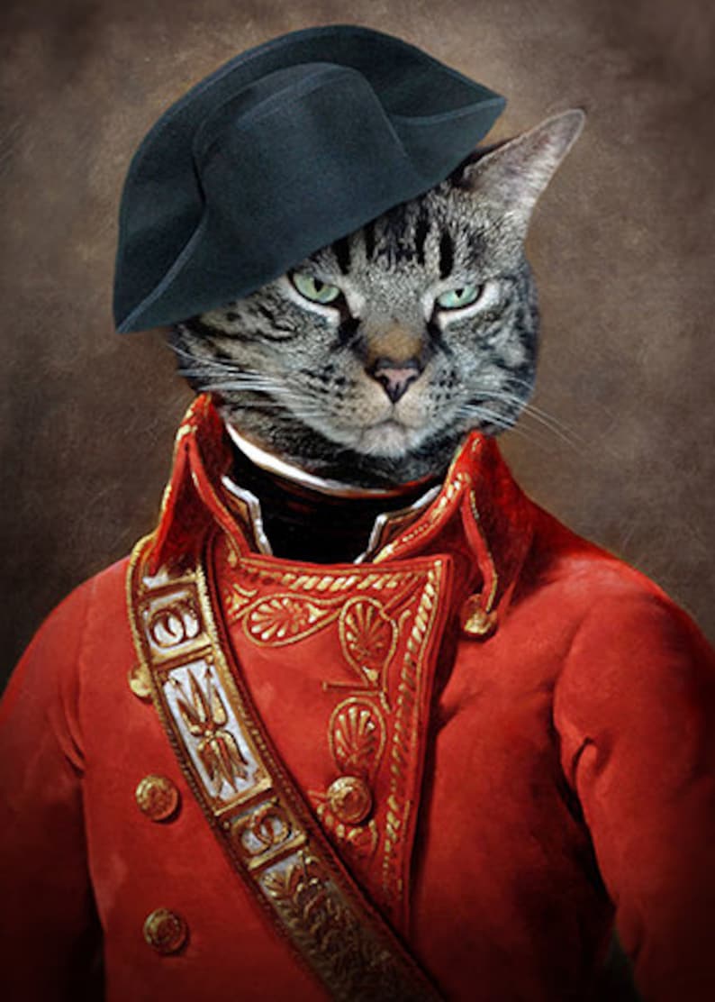 Napoleon Cat Photo Portrait 5x7 16x20 24x32 General Animal Etsy