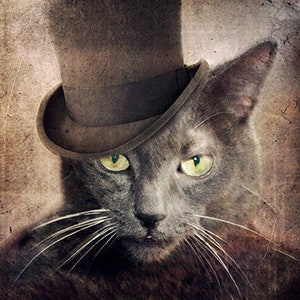May include: A gray cat wearing a brown top hat with a black band. The cat has green eyes and a serious expression.