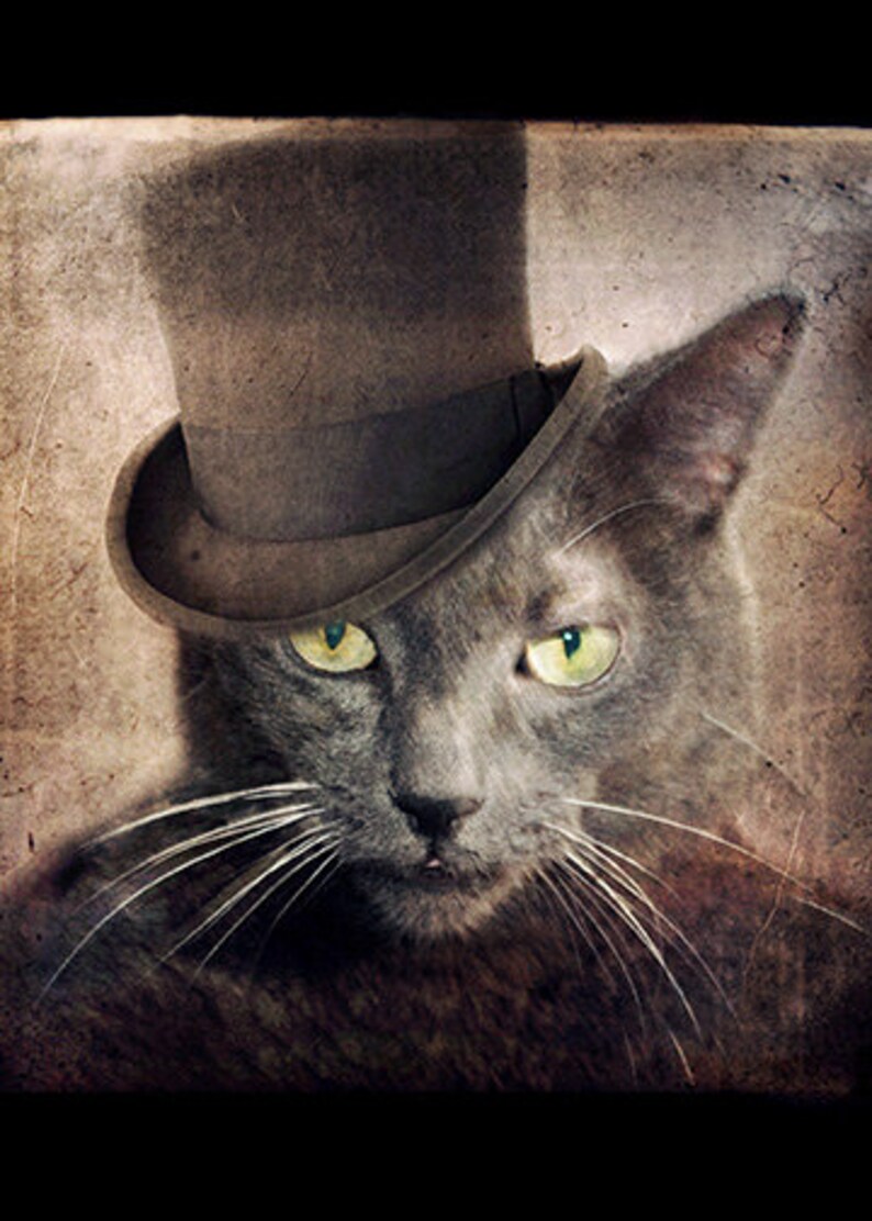 May include: A gray cat wearing a brown top hat with a black band. The cat has green eyes and a serious expression.