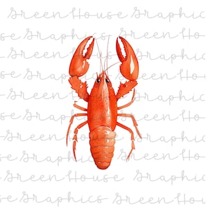 PNG di gamberi Invito a bollire i gamberi Immagine Download digitale istantaneo Stampabile Decorazione del sud Stampa su richiesta Clip art di gamberi NOLA Crawdad