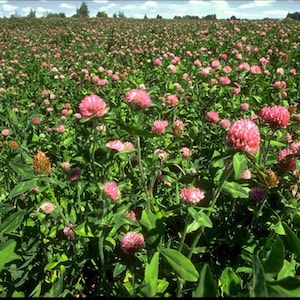 Trébol rojo fermentado de grado farmacéutico