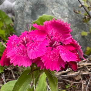 Dianthus Flower Seeds
