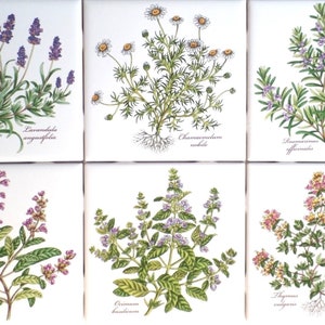 Ceramic Botanical Herb Ceramic Tile 4.25" Basilicum Chamaemelum Lavendula Thymus Rosmarinus Salvia