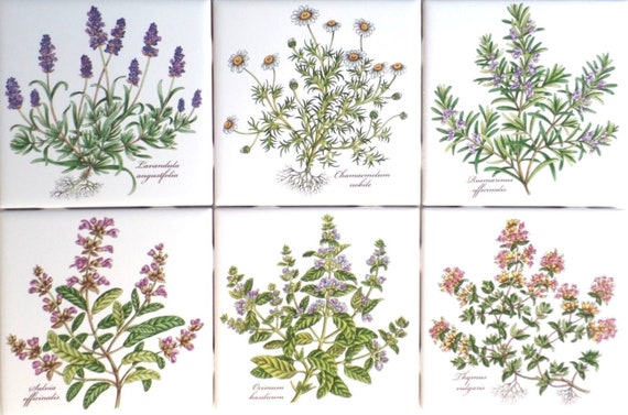 Botanical Herb Ceramic Tile 4 25 Basilicum Chamaemelum - Herb Kitchen Wall Tiles Botanical Herb Ceramic Tile 4 25 Basilicum Chamaemelum - Herb Kitchen Wall Tiles