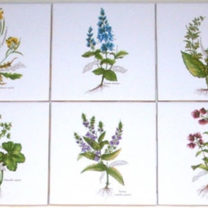 Ceramic Flower Botanical Herb Ceramic Tiles DIPLOTAXIS MURALIS Set of 6  4.25"x4.25"