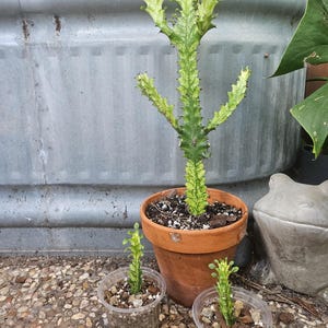 Euphorbia Trigona Variegata | 3in pot | Unique Live Succulent | Cactus-Like Plant | Low-Maintenance | Indoor or Outdoor