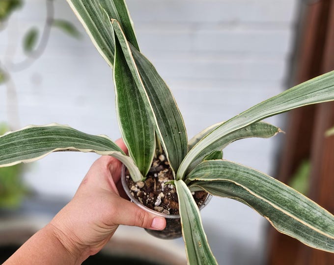 Silver Python Plant Sansevieria Sayuri | Silver Snake Plant | Easy-care | 6