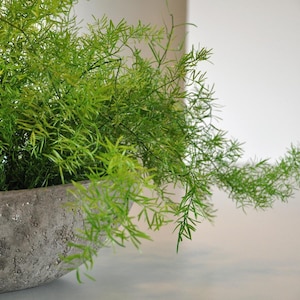 baumart zimmerpflanze Ficus Lyrata boom XL | 180 cm main image 0