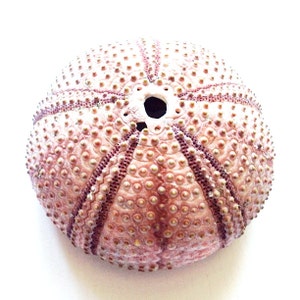 May include: A close-up of a dried sea urchin shell. The shell is a light pink colour with a darker pink pattern. The shell is covered in small, round bumps.